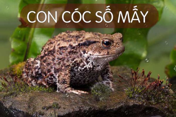 Giải đáp những con số đặc biệt liên quan đến mơ con cóc Giải đáp những con số đặc biệt liên quan đến mơ con cóc